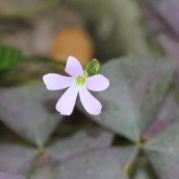 Oxalis triangularis A.St.-Hil.